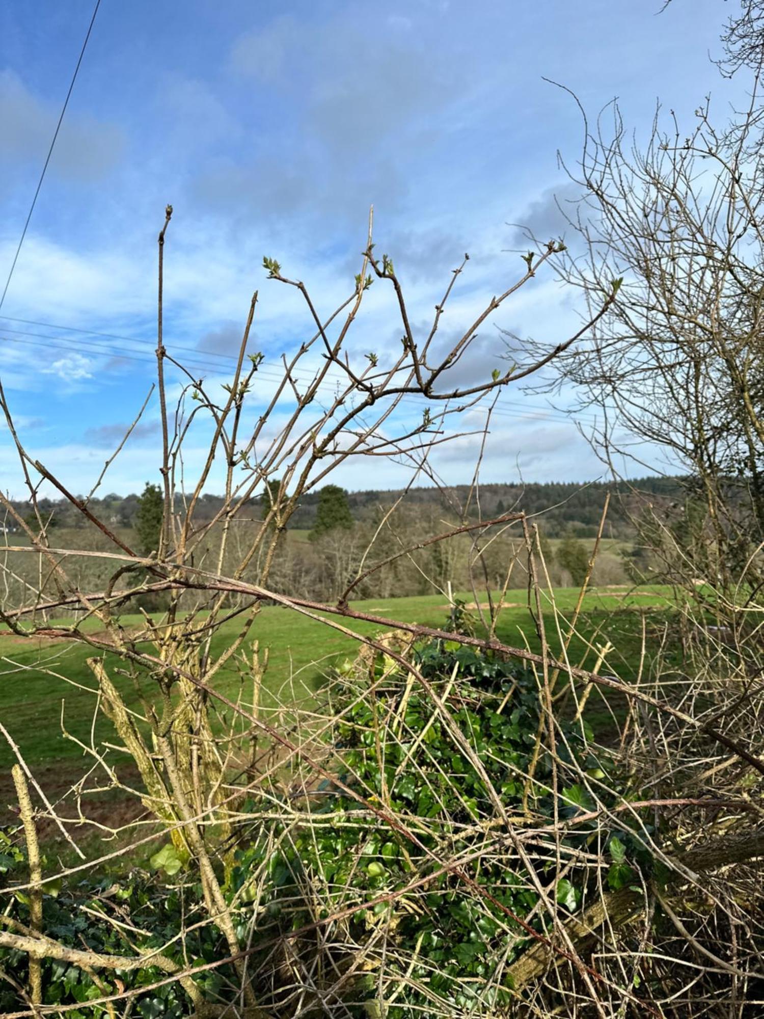Green Pasture متش بيرتْش المظهر الخارجي الصورة